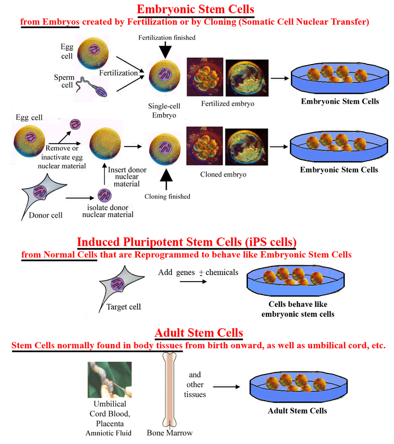 Illustration for article titled Second group makes stem cells from cloning